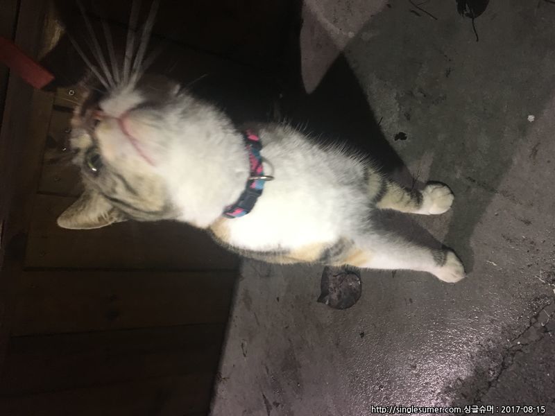 유기동물 발견 신고 | 강아지 고양이 구조 보호중 - 펫찾기 7번째 사진