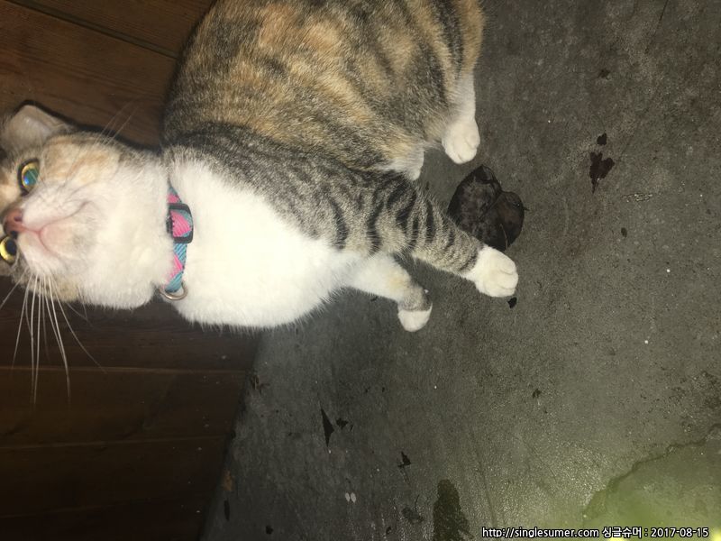 유기동물 발견 신고 | 강아지 고양이 구조 보호중 - 펫찾기 9번째 사진