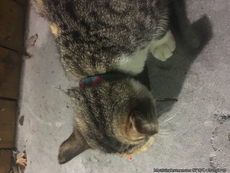 유기동물 발견 신고 | 강아지 고양이 구조 보호중 - 펫찾기 8번째 사진