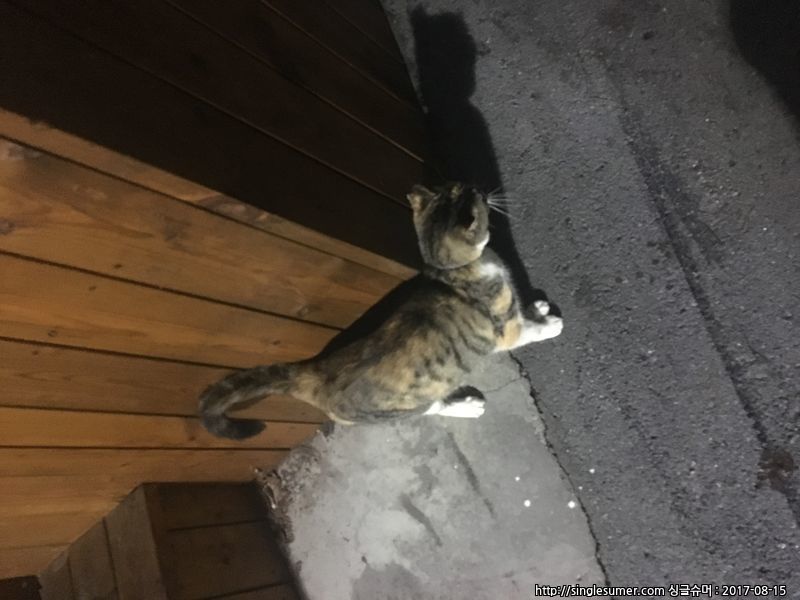 유기동물 발견 신고 | 강아지 고양이 구조 보호중 - 펫찾기 11번째 사진