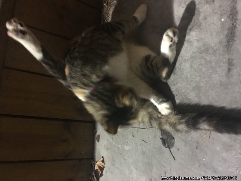 유기동물 발견 신고 | 강아지 고양이 구조 보호중 - 펫찾기 12번째 사진