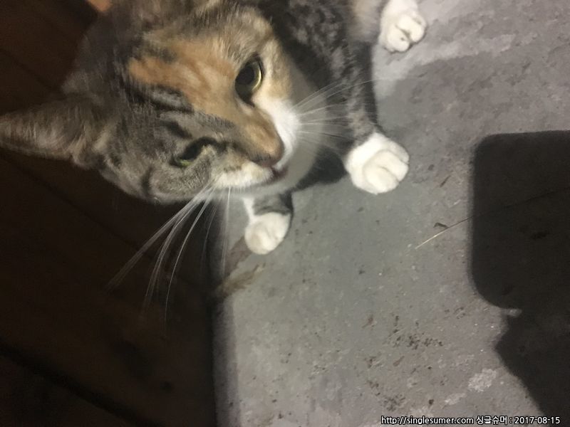 유기동물 발견 신고 | 강아지 고양이 구조 보호중 - 펫찾기 10번째 사진