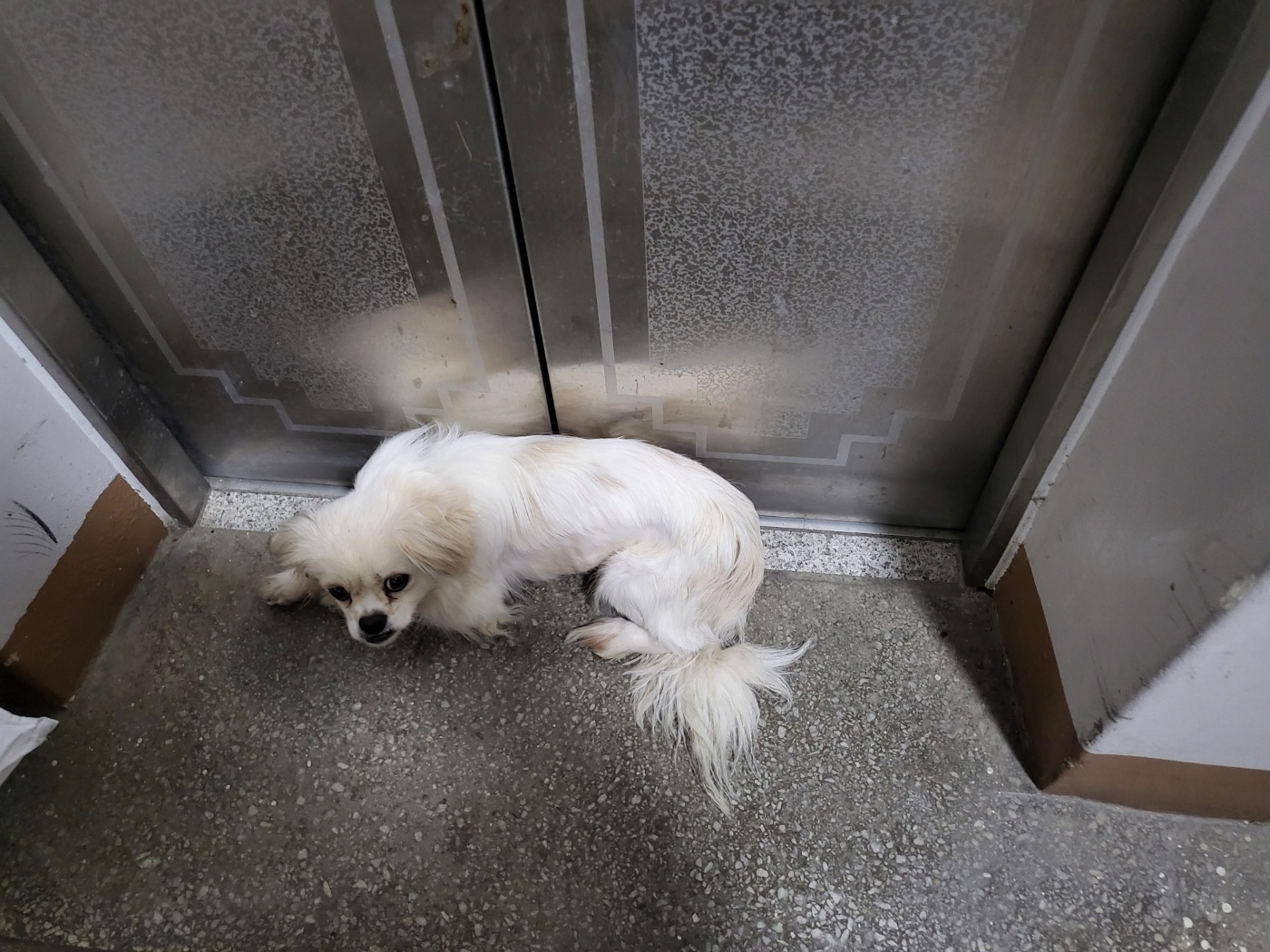 유기동물 발견 신고 | 강아지 고양이 구조 보호중 - 펫찾기