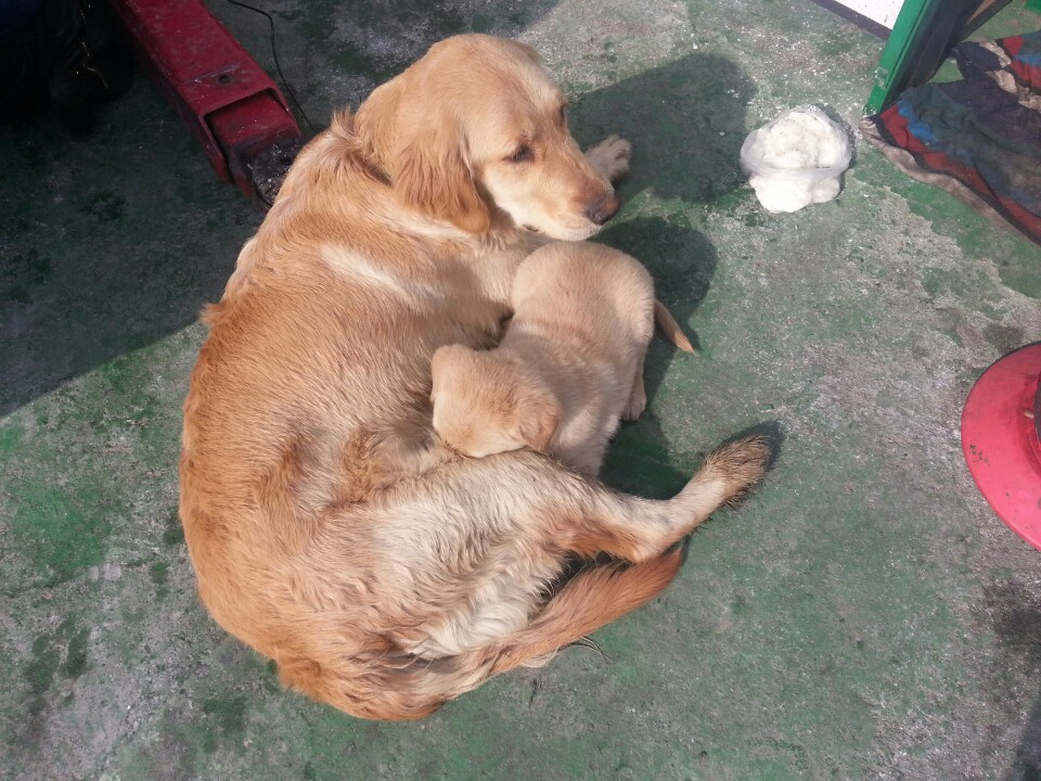 유기동물 발견 신고 | 강아지 고양이 구조 보호중 - 펫찾기 14번째 사진