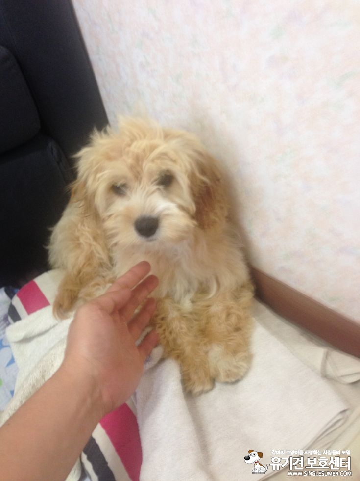 유기동물 발견 신고 | 강아지 고양이 구조 보호중 - 펫찾기 8번째 사진