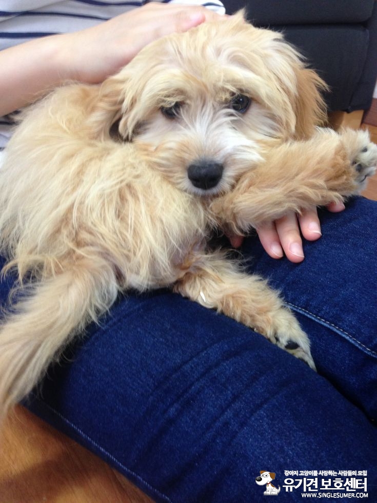 유기동물 발견 신고 | 강아지 고양이 구조 보호중 - 펫찾기 9번째 사진