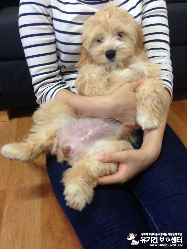 유기동물 발견 신고 | 강아지 고양이 구조 보호중 - 펫찾기 7번째 사진