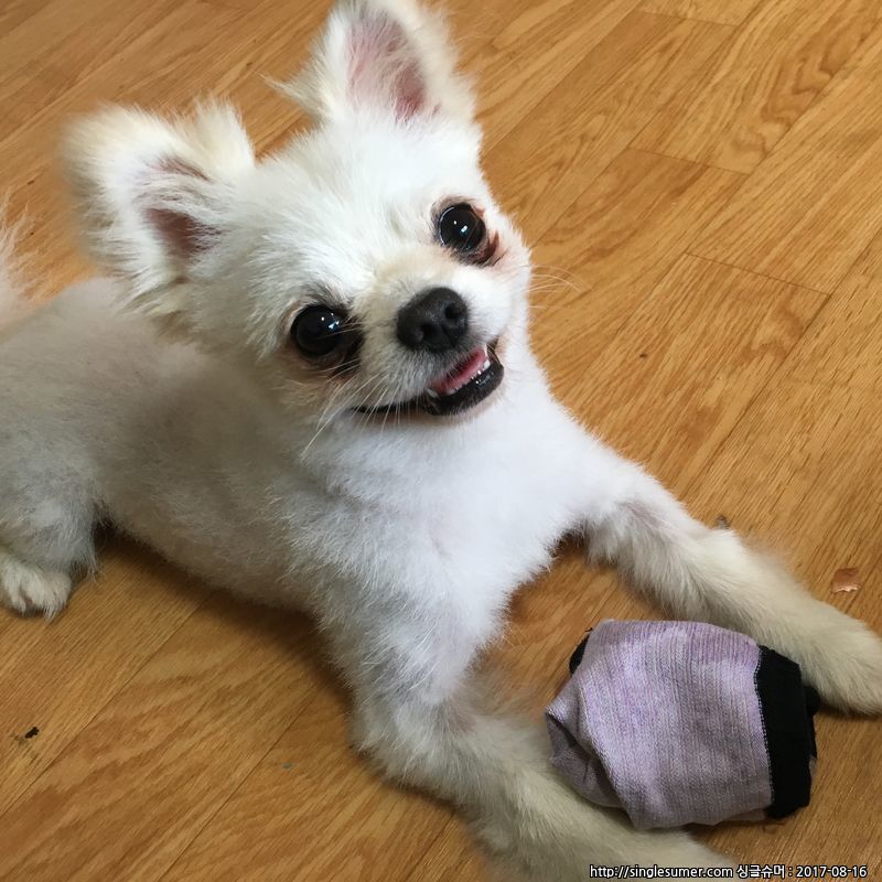 청주시 율량동 포메 보호중입니다 2번째 사진