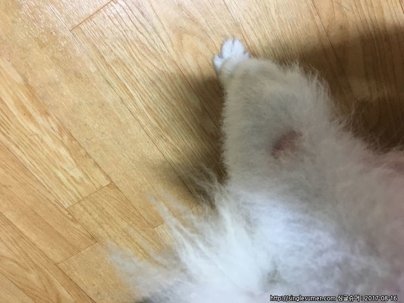 청주시 율량동 포메 보호중입니다 3번째 사진