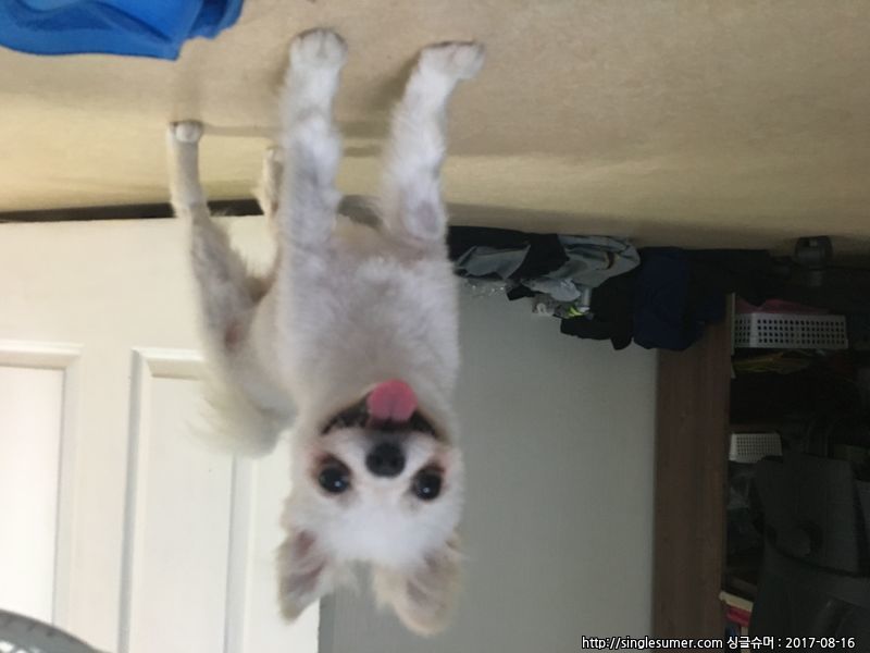 청주시 율량동 포메 보호중입니다 4번째 사진