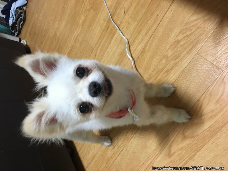 청주시 율량동 포메 보호중입니다