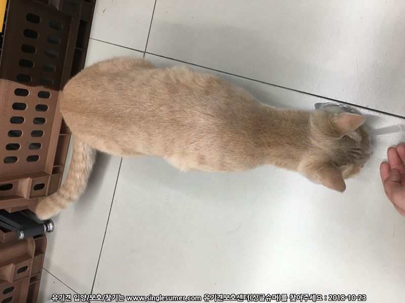 동두천역 앞 아파트1단지 노란고양이 목격 3번째 사진