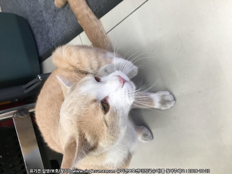 동두천역 앞 아파트1단지 노란고양이 목격 4번째 사진