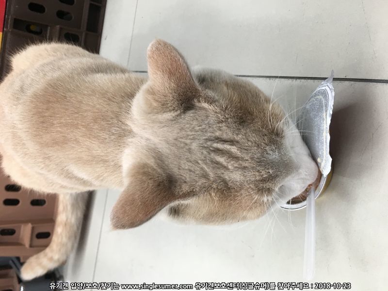 동두천역 앞 아파트1단지 노란고양이 목격 2번째 사진