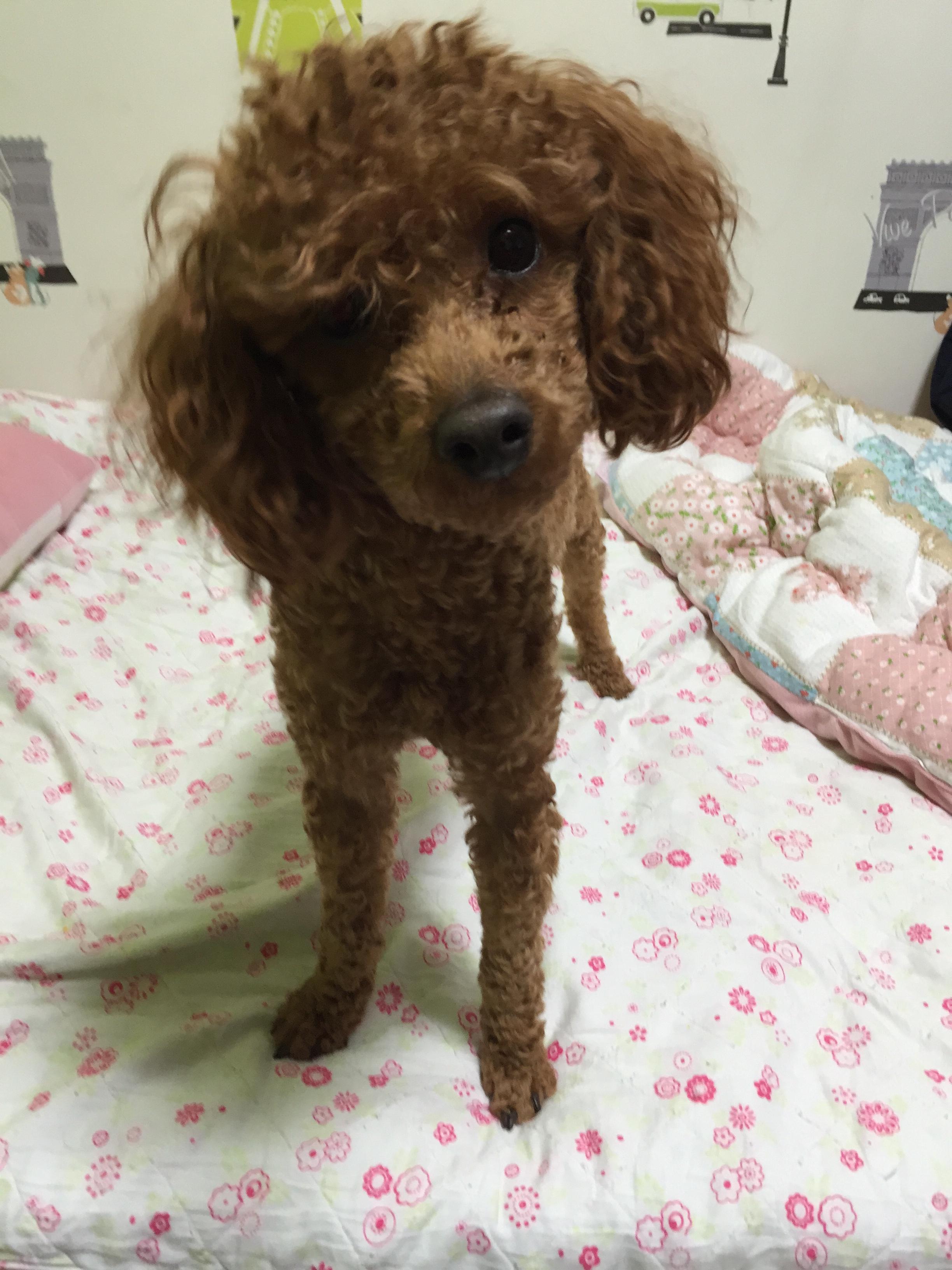 유기동물 발견 신고 | 강아지 고양이 구조 보호중 - 펫찾기 5번째 사진