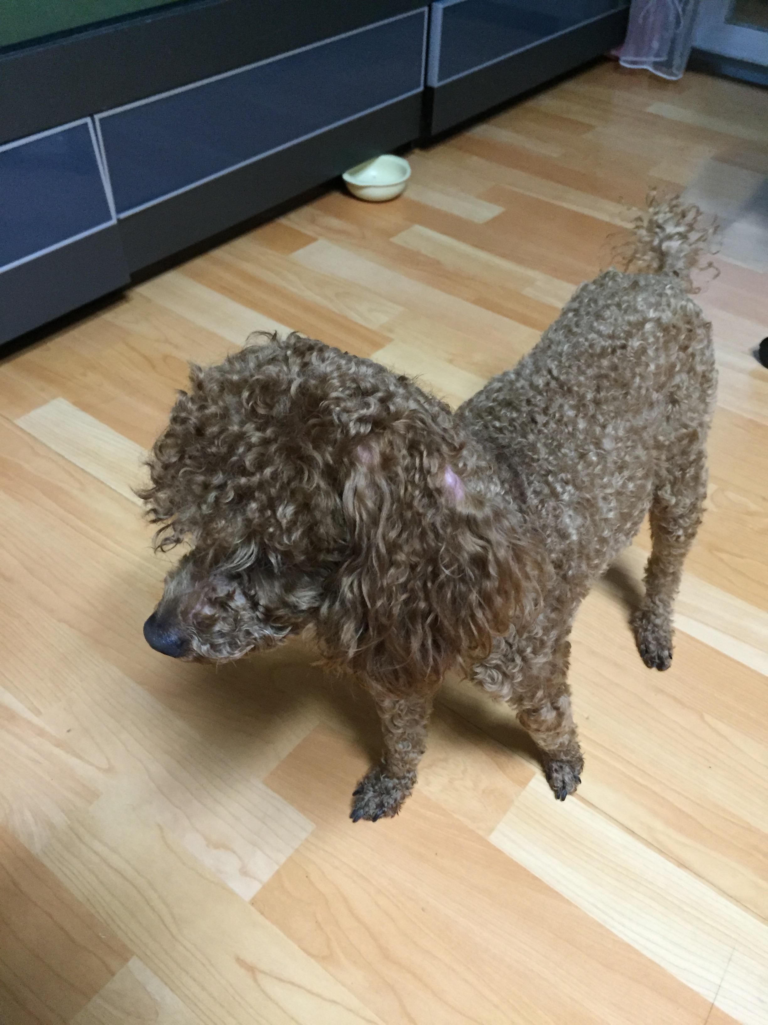 유기동물 발견 신고 | 강아지 고양이 구조 보호중 - 펫찾기 7번째 사진
