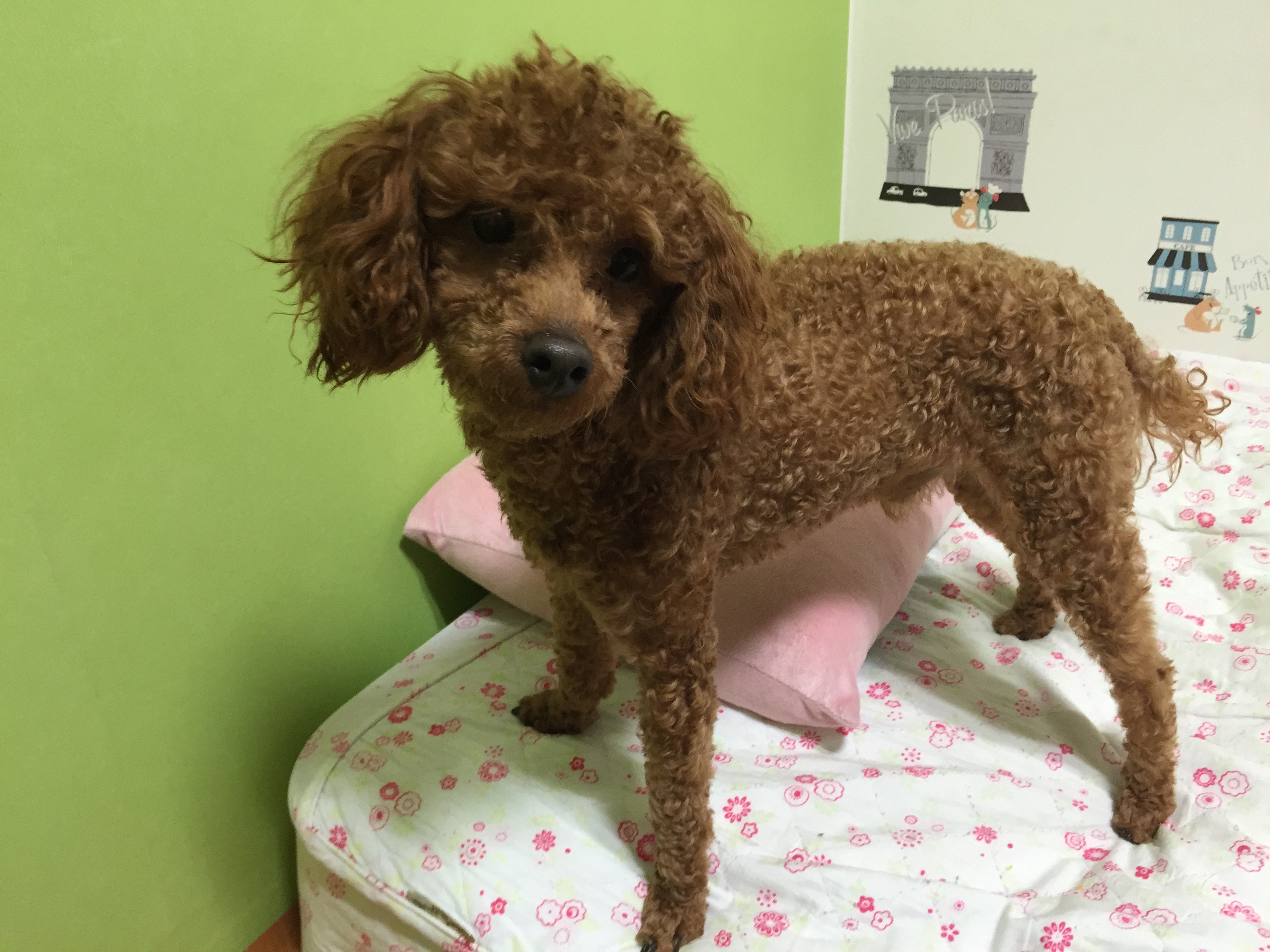 유기동물 발견 신고 | 강아지 고양이 구조 보호중 - 펫찾기 6번째 사진