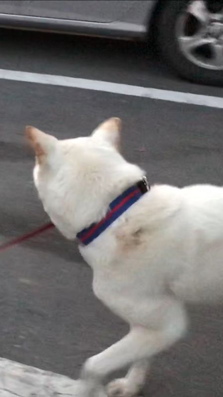 유기동물 발견 신고 | 강아지 고양이 구조 보호중 - 펫찾기 2번째 사진