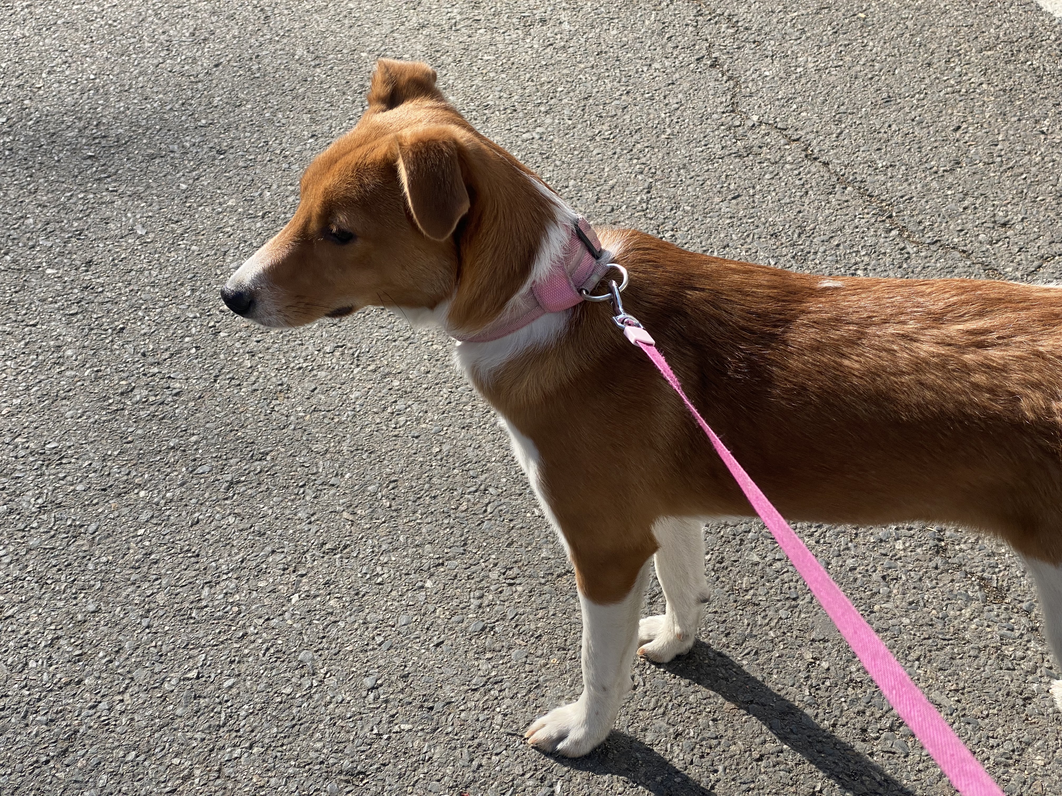 유기동물 발견 신고 | 강아지 고양이 구조 보호중 - 펫찾기 5번째 사진