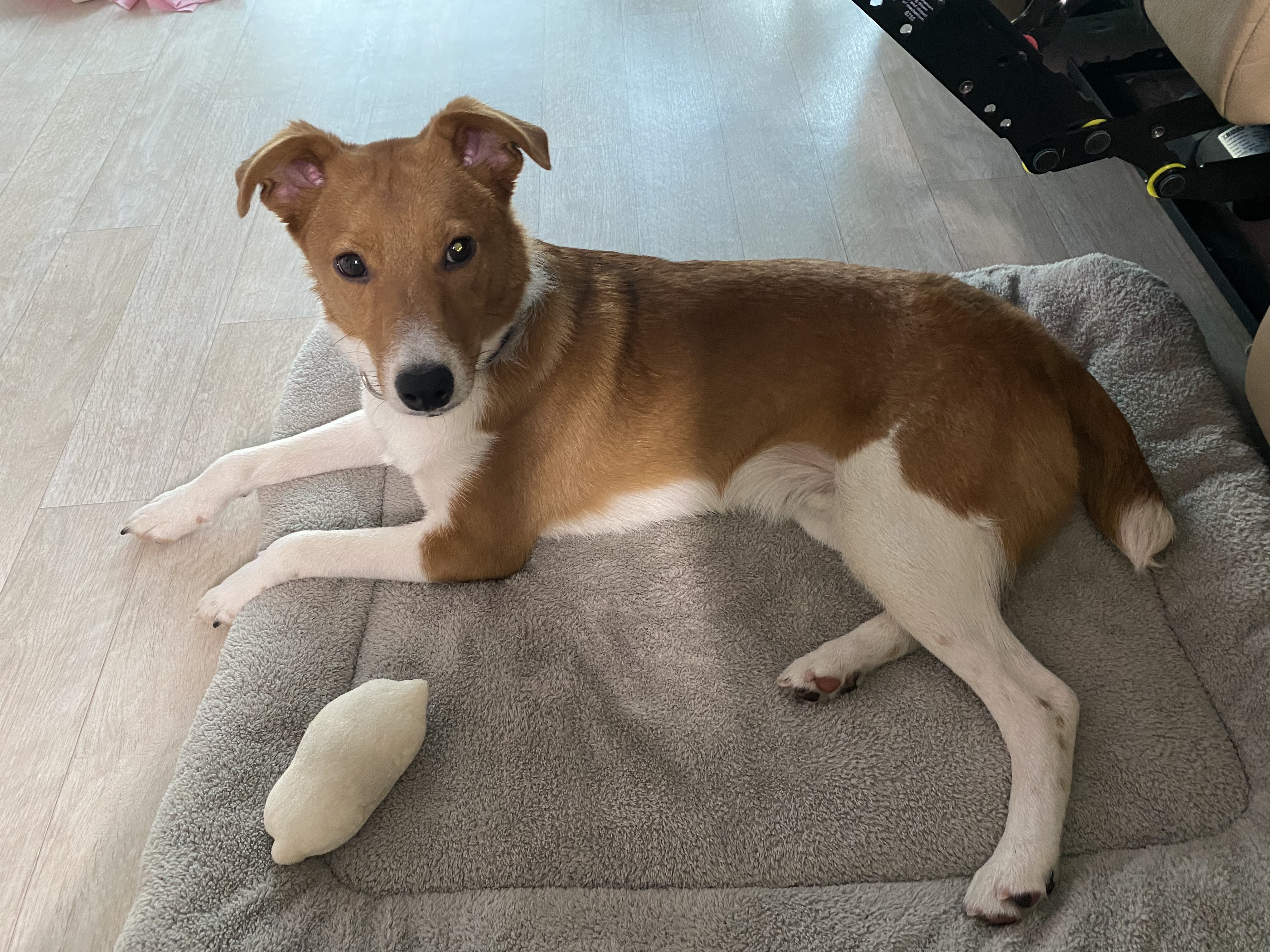 유기동물 발견 신고 | 강아지 고양이 구조 보호중 - 펫찾기 7번째 사진