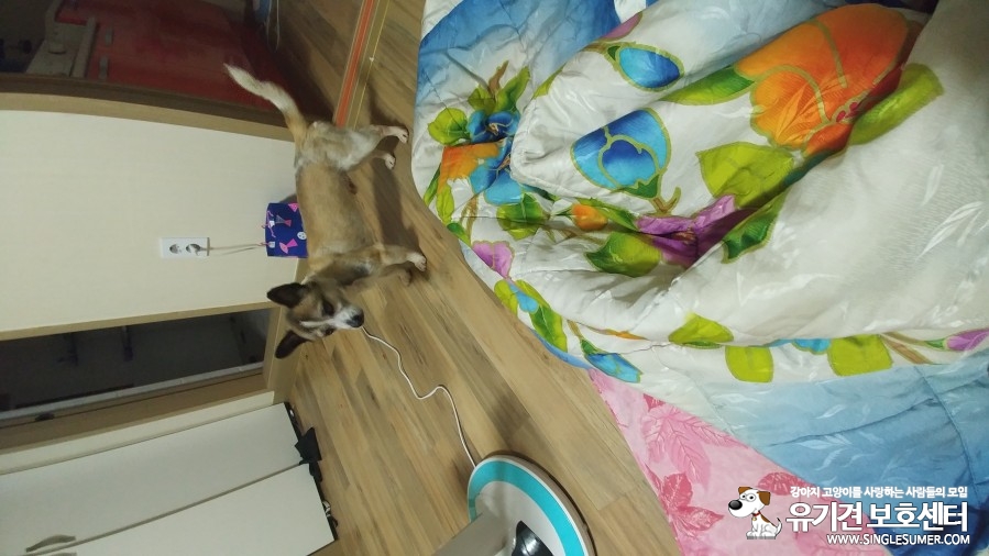 대북구학정동 - 보호중이예요 - 유기견 보호 센터 - 이미지 1