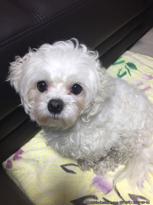 유기동물 발견 신고 | 강아지 고양이 구조 보호중 - 펫찾기 4번째 사진