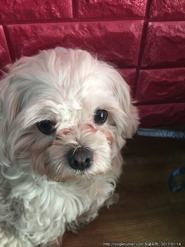 유기동물 발견 신고 | 강아지 고양이 구조 보호중 - 펫찾기 5번째 사진