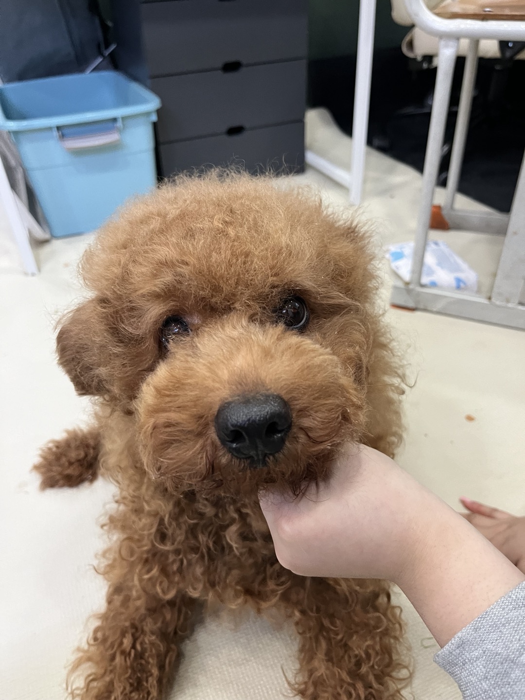 2살 푸들 데려가세요 - 보호중이예요 - 유기견 보호 센터 - 이미지 1