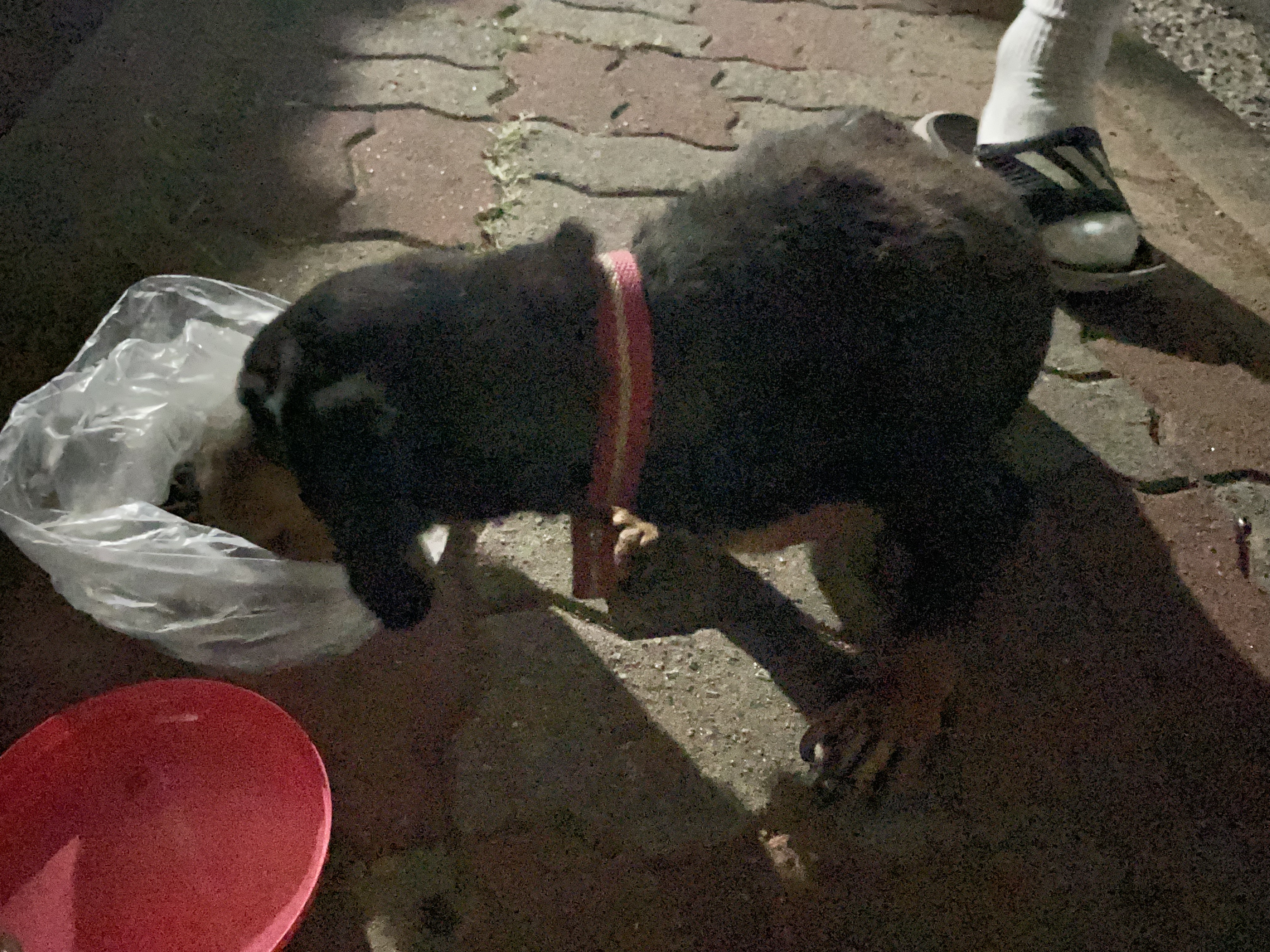 양산 서창 삼호동 대동이미지에서 발견된 닥스훈트