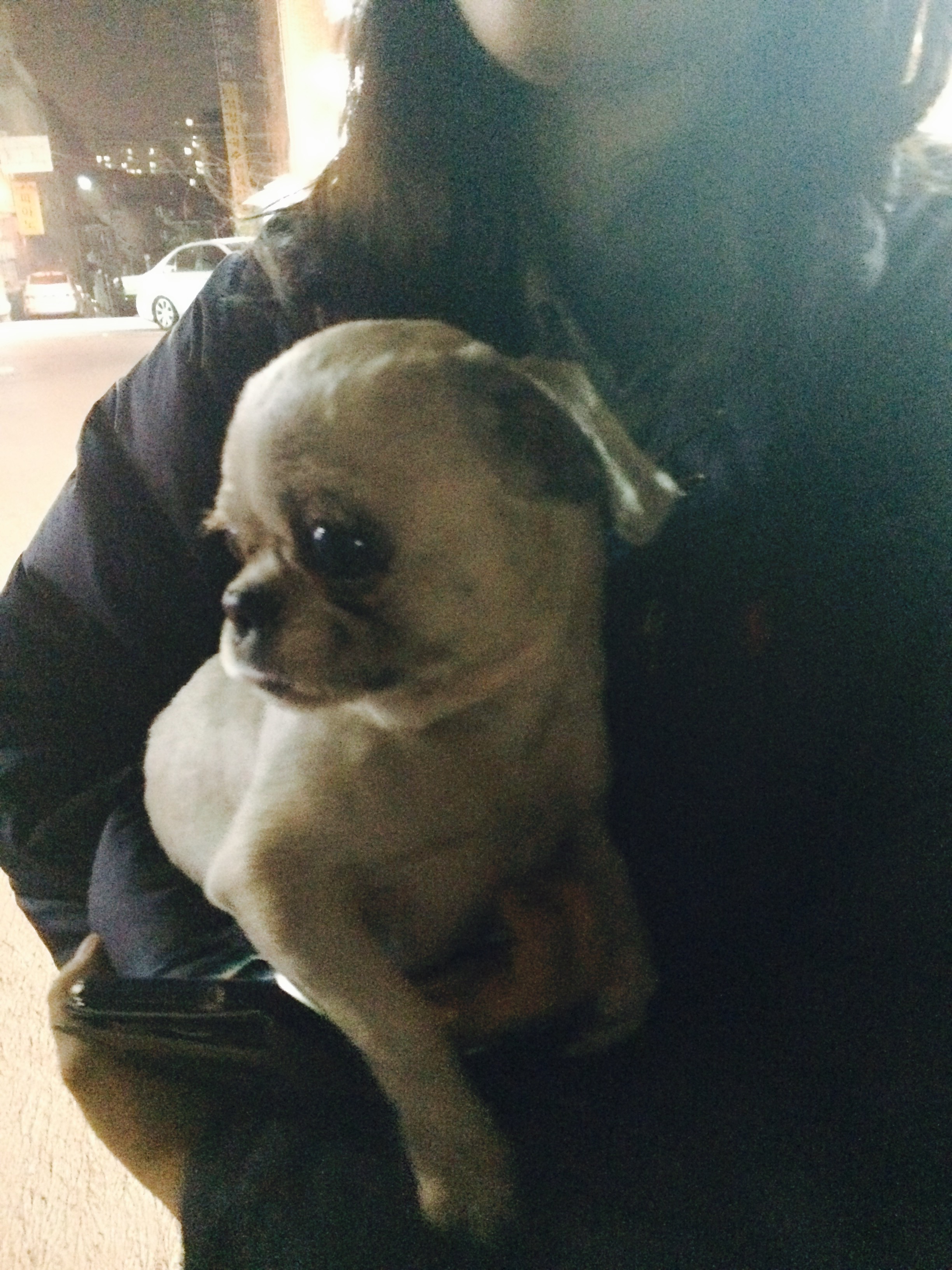 유기동물 발견 신고 | 강아지 고양이 구조 보호중 - 펫찾기 13번째 사진