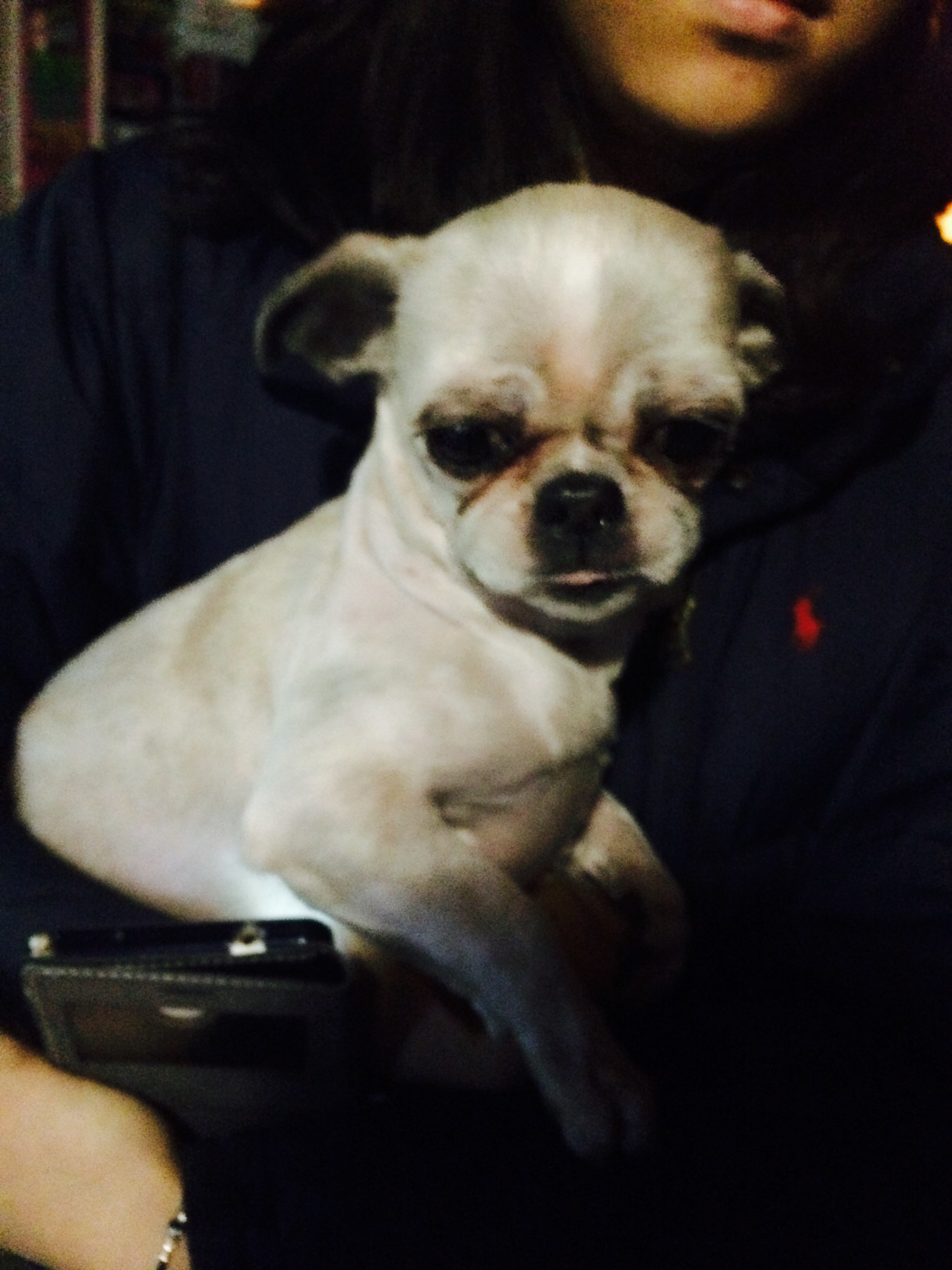 유기동물 발견 신고 | 강아지 고양이 구조 보호중 - 펫찾기 14번째 사진