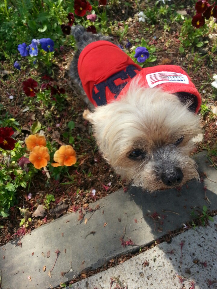 요키를 찾습니다 2번째 사진