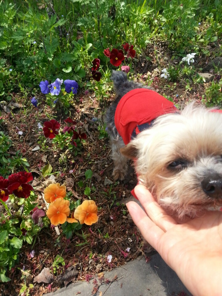 요키를 찾습니다