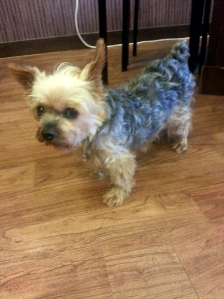 요키를 찾습니다 3번째 사진