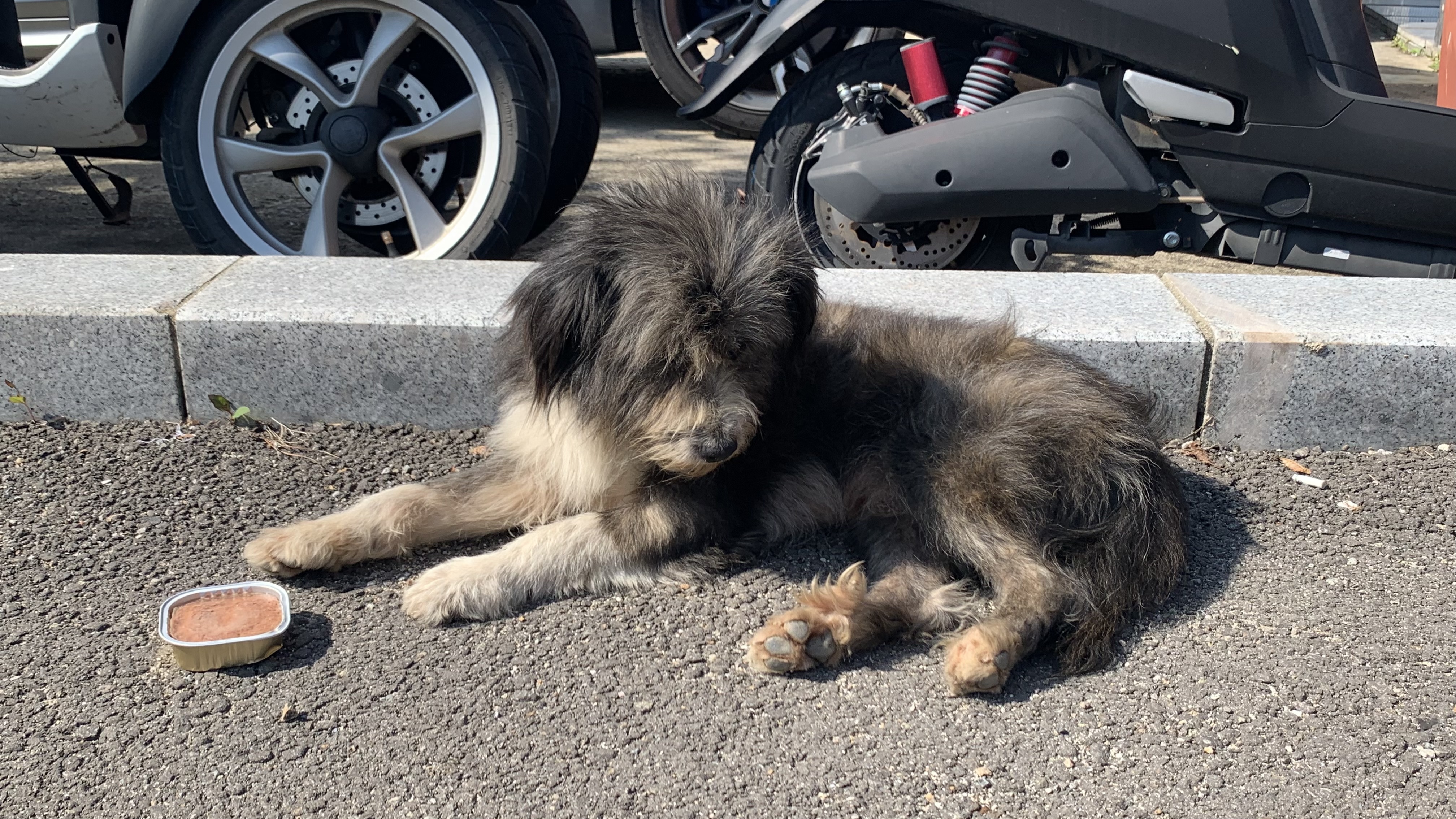 경기 화성시 봉담읍주차장에 돌아다니는 강아지 주인분 찾습니다 2번째 사진