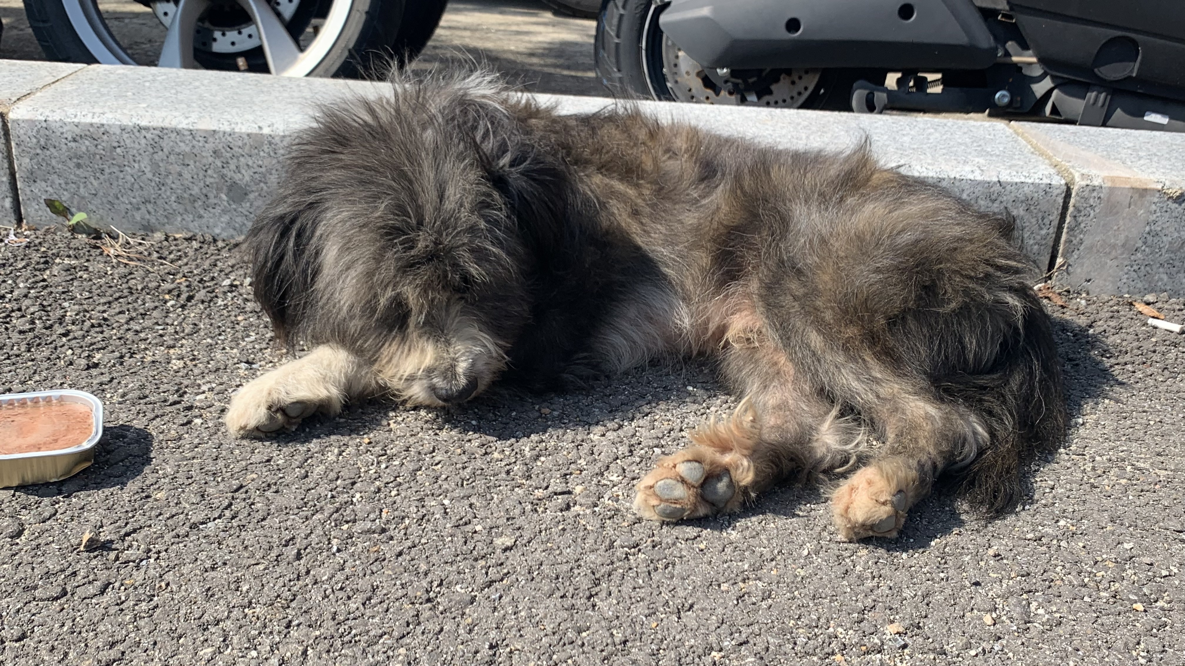 경기 화성시 봉담읍주차장에 돌아다니는 강아지 주인분 찾습니다 3번째 사진