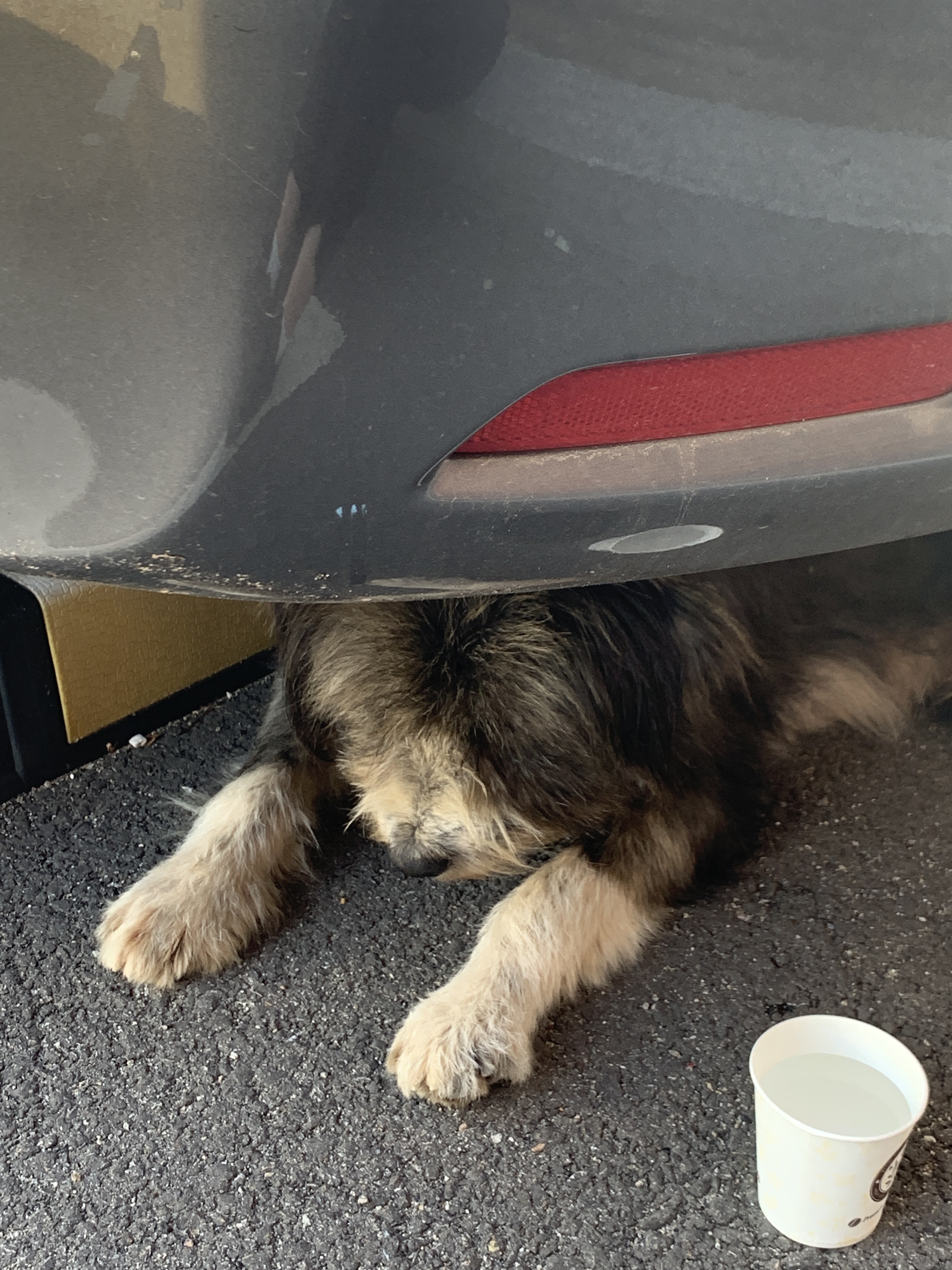 경기 화성시 봉담읍주차장에 돌아다니는 강아지 주인분 찾습니다 6번째 사진