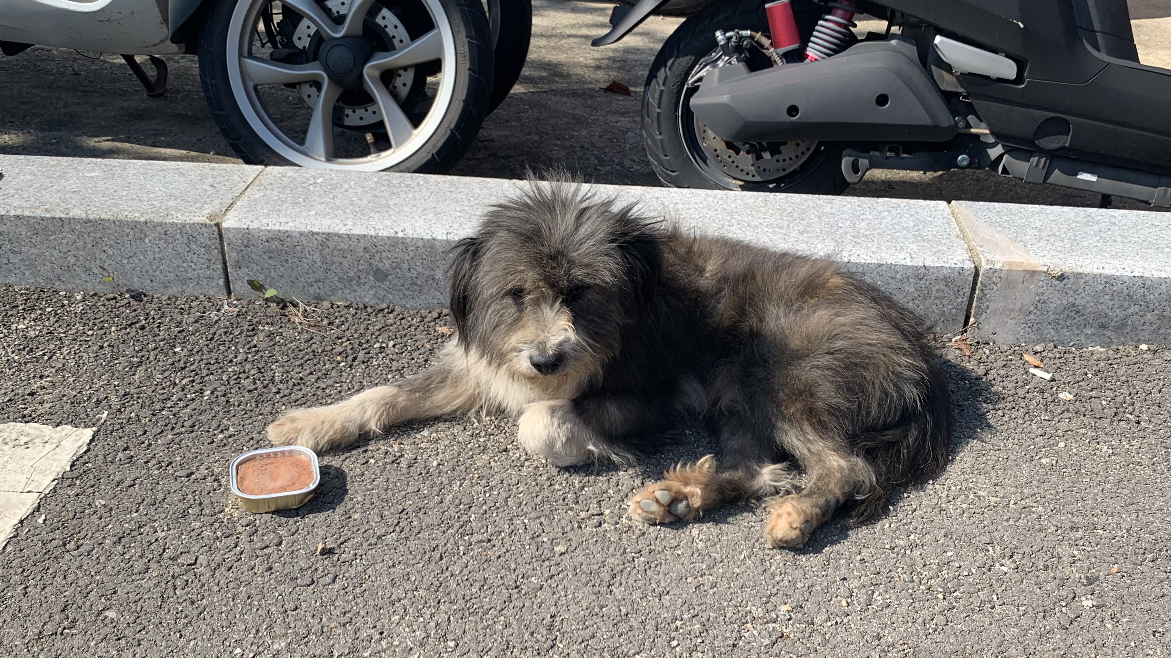 경기 화성시 봉담읍주차장에 돌아다니는 강아지 주인분 찾습니다