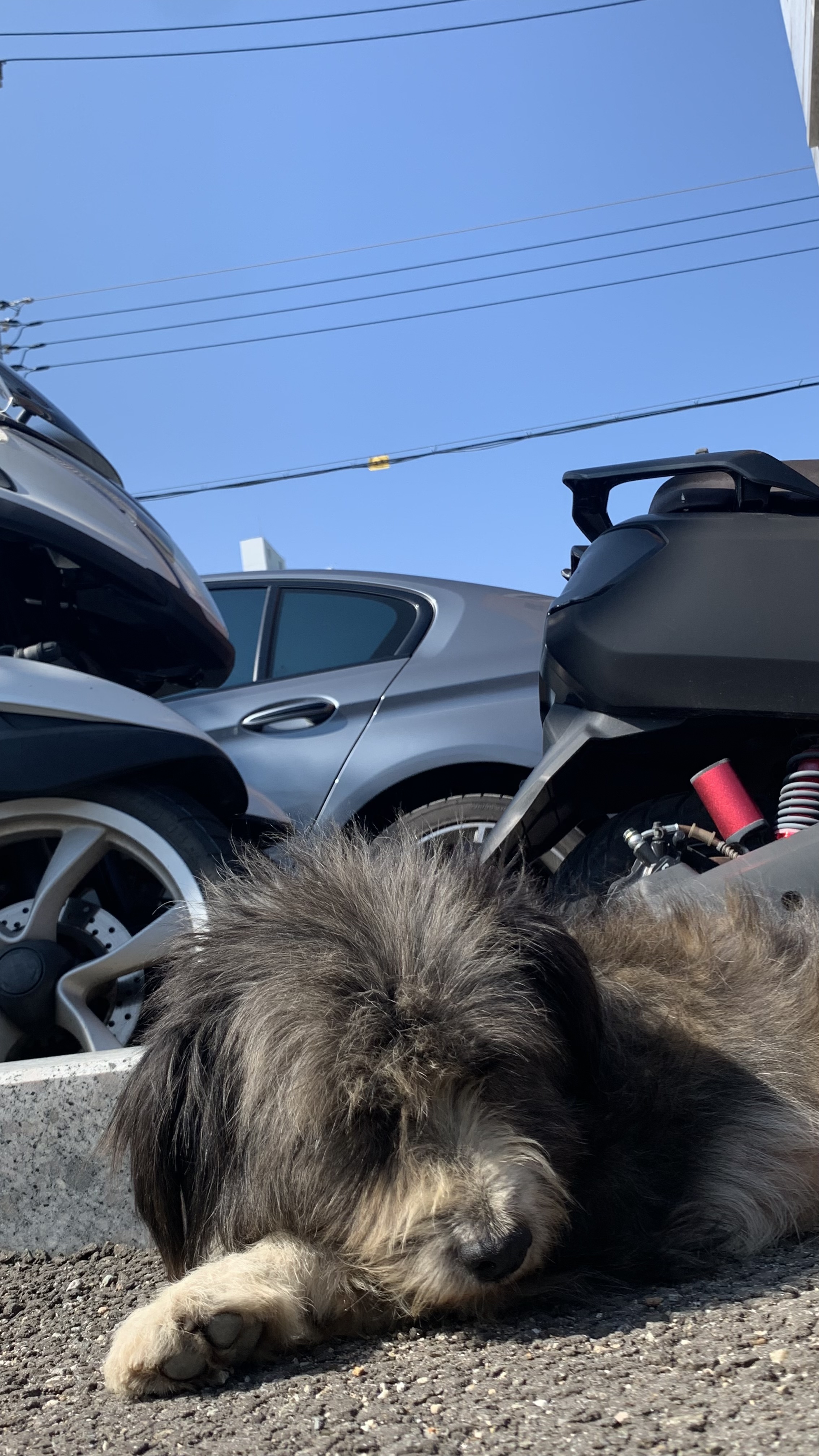 경기 화성시 봉담읍주차장에 돌아다니는 강아지 주인분 찾습니다 4번째 사진