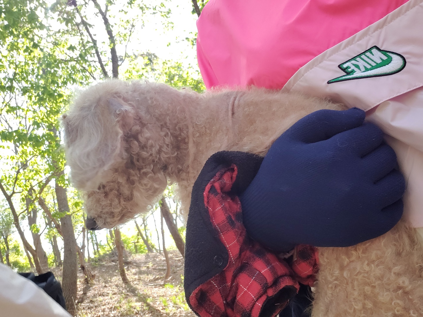 누가 강아지를 버려서 하루 임시보호중입니다