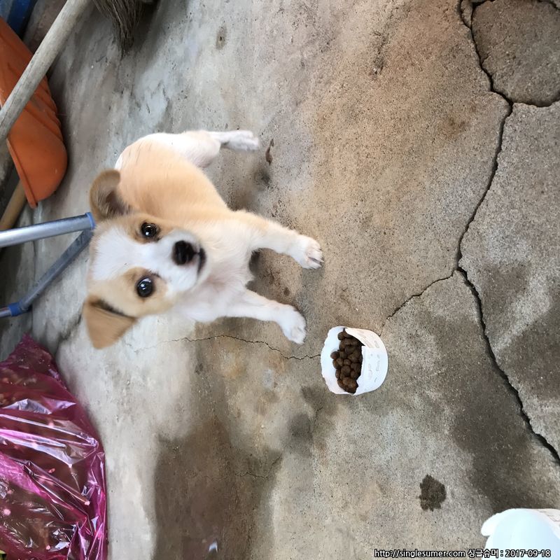 유기동물 발견 신고 | 강아지 고양이 구조 보호중 - 펫찾기 22번째 사진