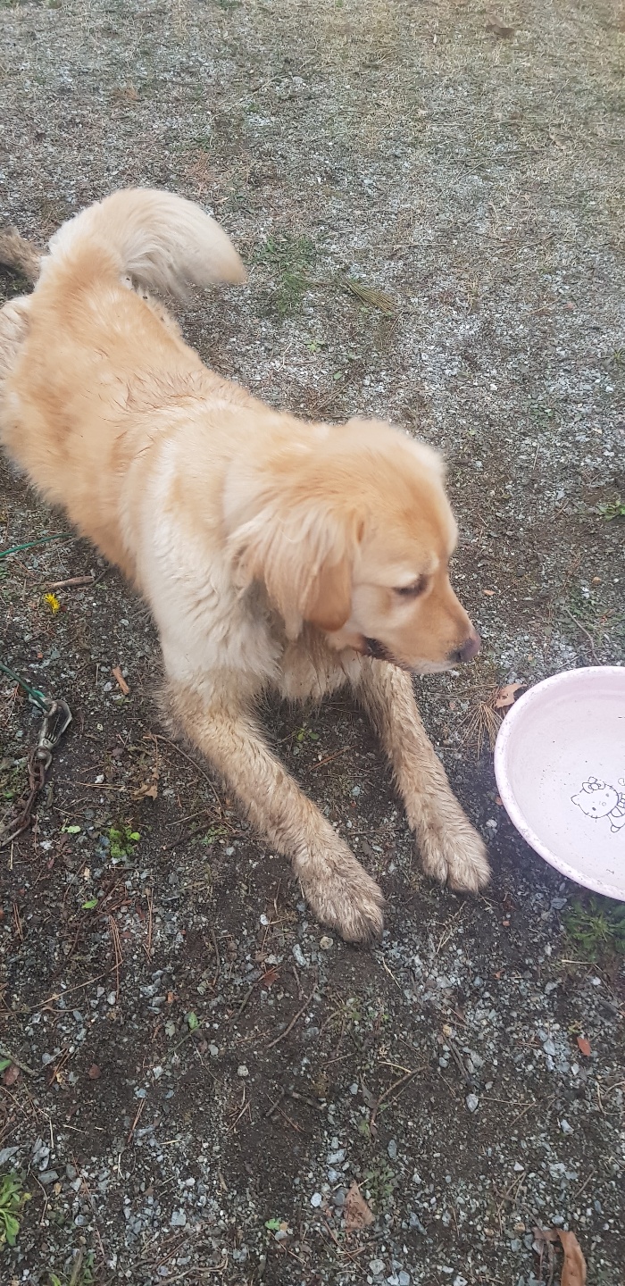 골든 리트리버 보호중입니다.