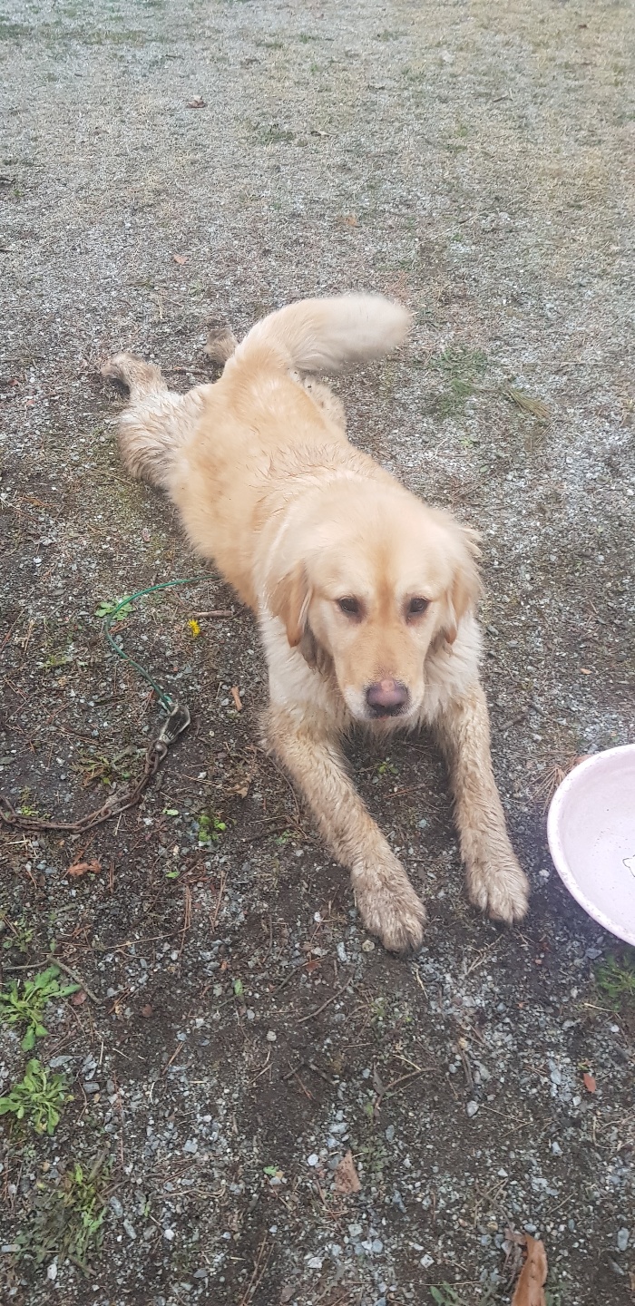 골든 리트리버 보호중입니다. 2번째 사진