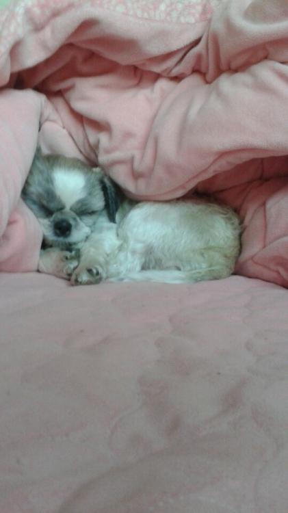 인천청라 연회색시츄 찾아주세요