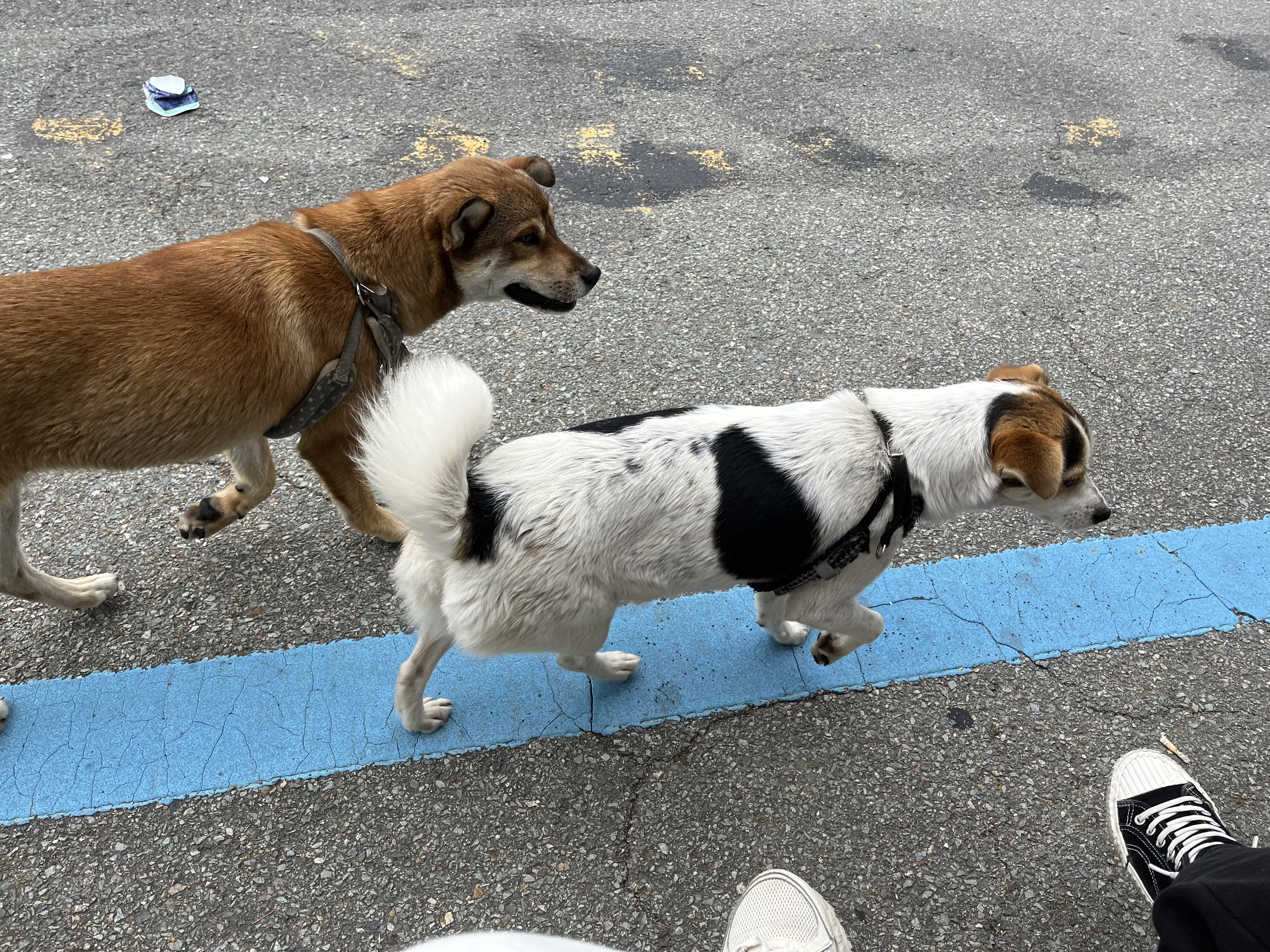 유기동물 발견 신고 | 강아지 고양이 구조 보호중 - 펫찾기 18번째 사진