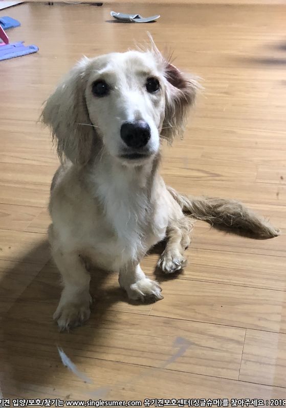 고양시 일산서구 대화동 성저공원 근처에서 [장모 닥스훈트/크림색/여아] 발견했습니다 2번째 사진