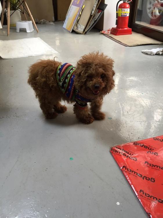 갈색 여아 토이푸들 보호중 - 보호중이예요 - 유기견 보호 센터 - 이미지 1