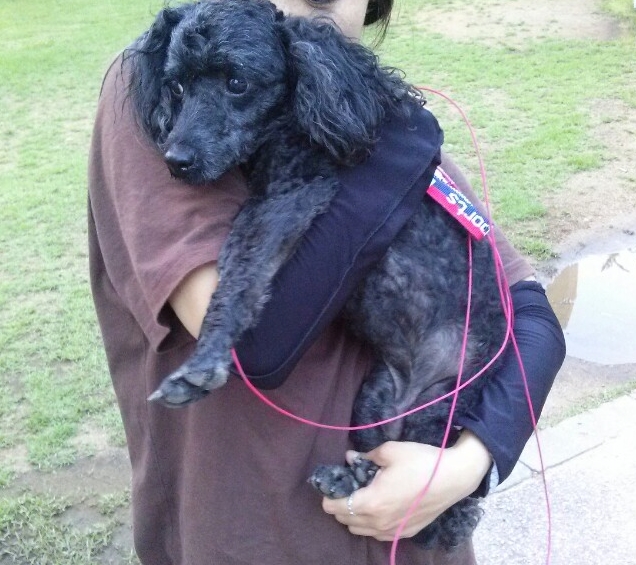 깜장푸들남아/안산시대부도/7월26일발견 - 보호중이예요 - 유기견 보호 센터 - 이미지 2