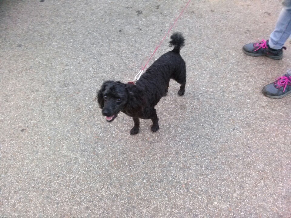 깜장푸들남아/안산시대부도/7월26일발견 - 보호중이예요 - 유기견 보호 센터 - 이미지 3