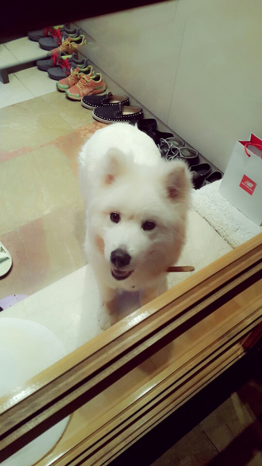 이태원 인근 사모예드 숫컷 발견